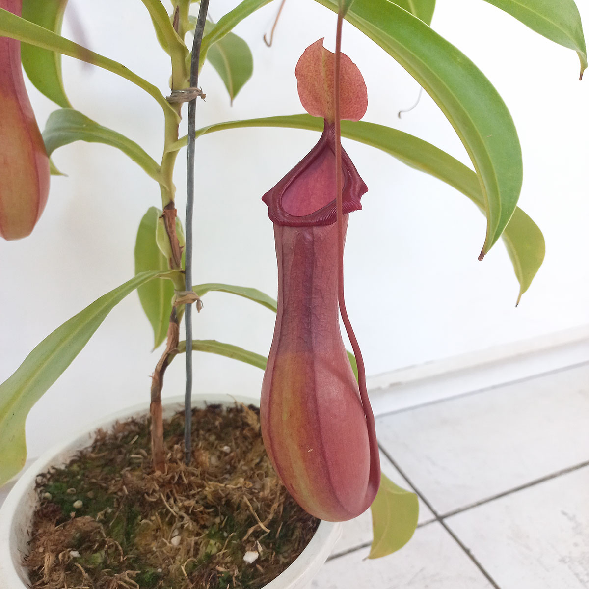 Planta Carnivora Nepenthes x ventrata - Detalle de Jarro Adulto - Nacho Plantas Carnivoras Uruguay