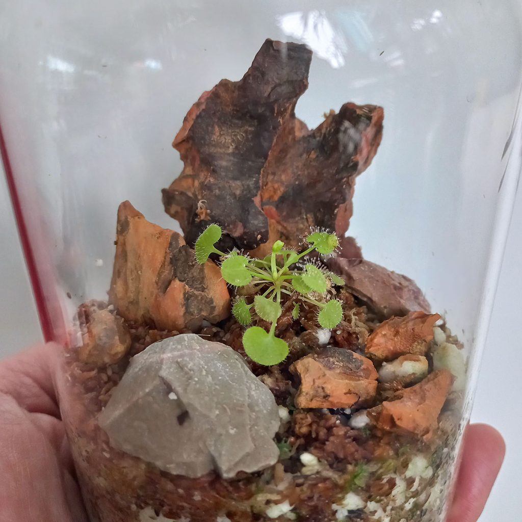 Terrario Planta Carnívora Drosera Prolífera - Nacho Plantas Carnívoras Uruguay