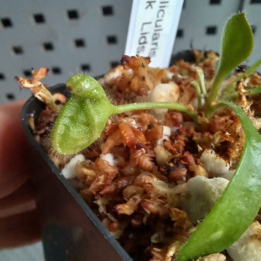 Planta Carnívora Cephalotus Follicularis Brewers Black Lids - Nacho Plantas CArnivoras Uruguay_1