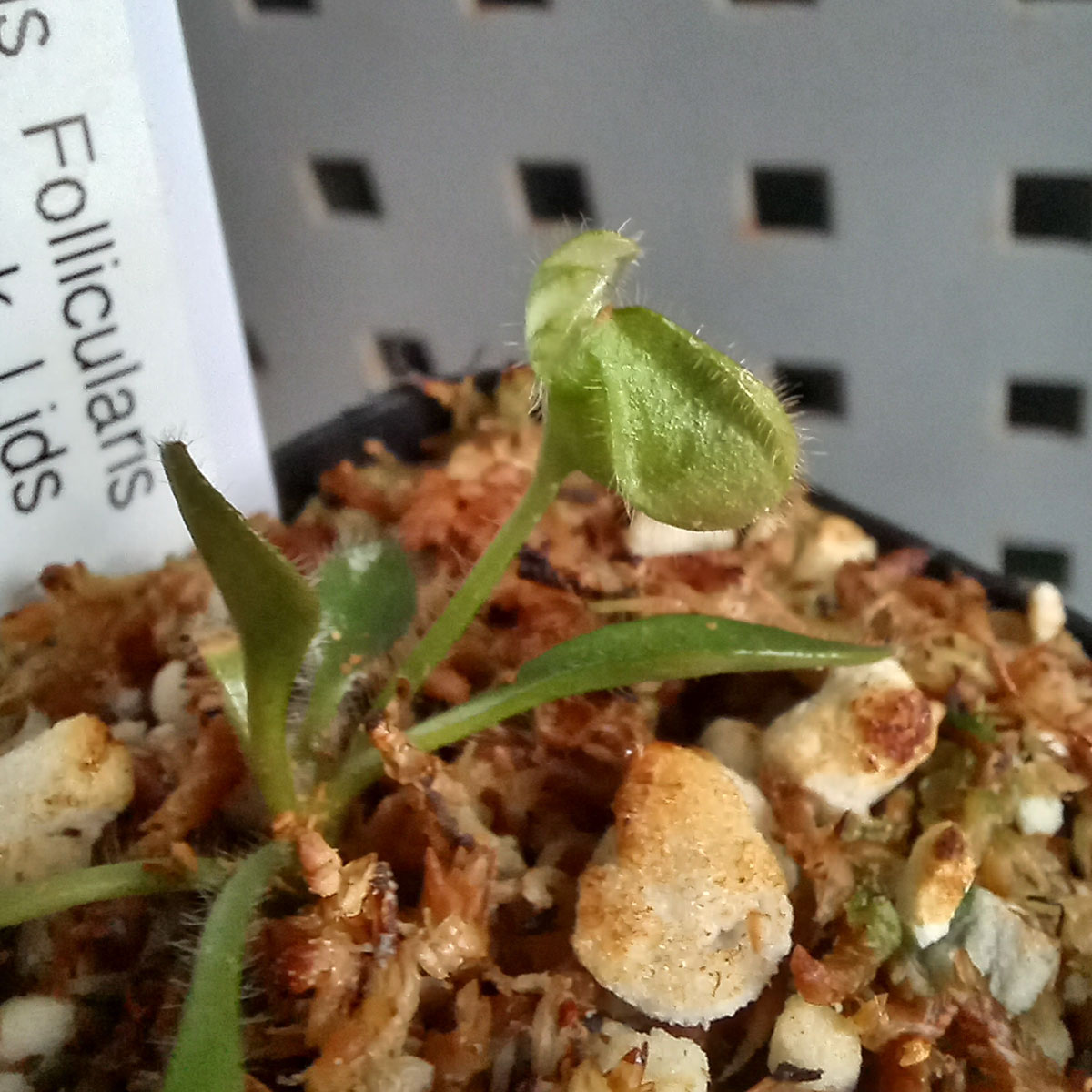 Planta Carnívora Cephalotus Follicularis Brewers Black Lids - Nacho Plantas CArnivoras Uruguay_2
