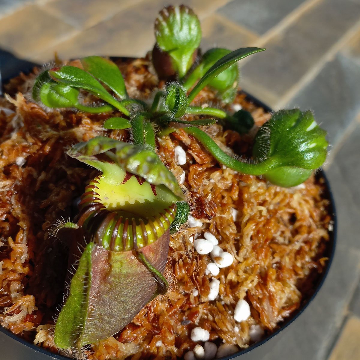 Planta Carnívora Cephalotus Follicularis Brewers Black Lids - Nacho Plantas Carnivoras Uruguay